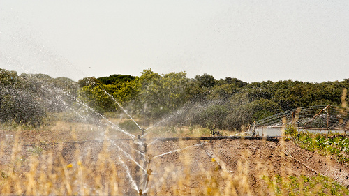 Uso de aspersores para ahorrar agua en la agricultura
